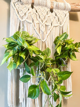 Load image into Gallery viewer, Macrame wall art plant holder